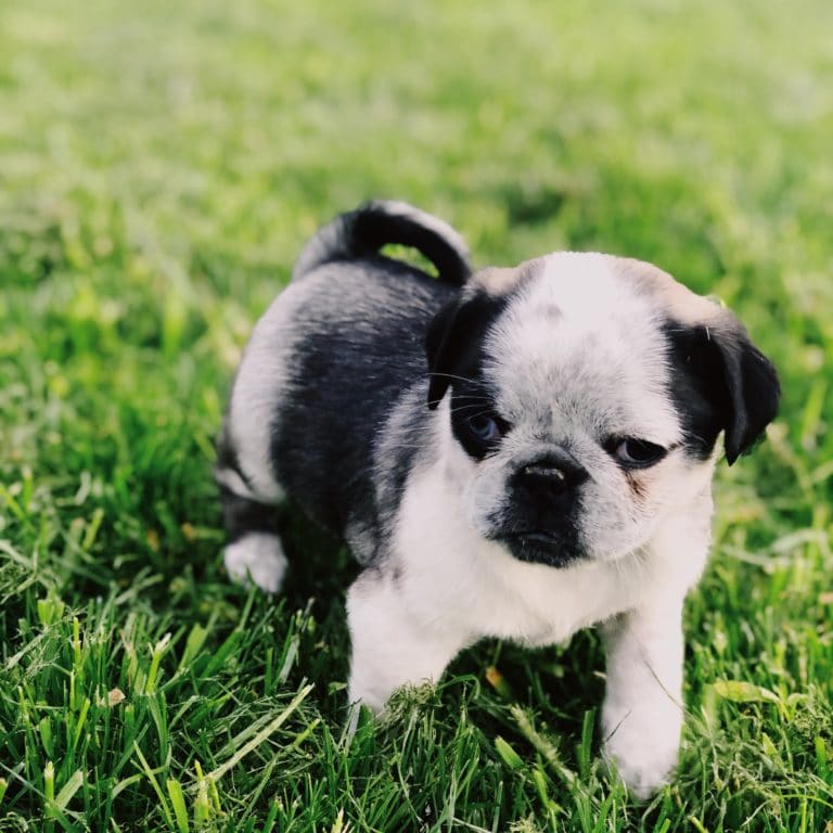 SOLD Purebred Pug. AKC. Sally Female. 5000.00 DOB 4/10/20