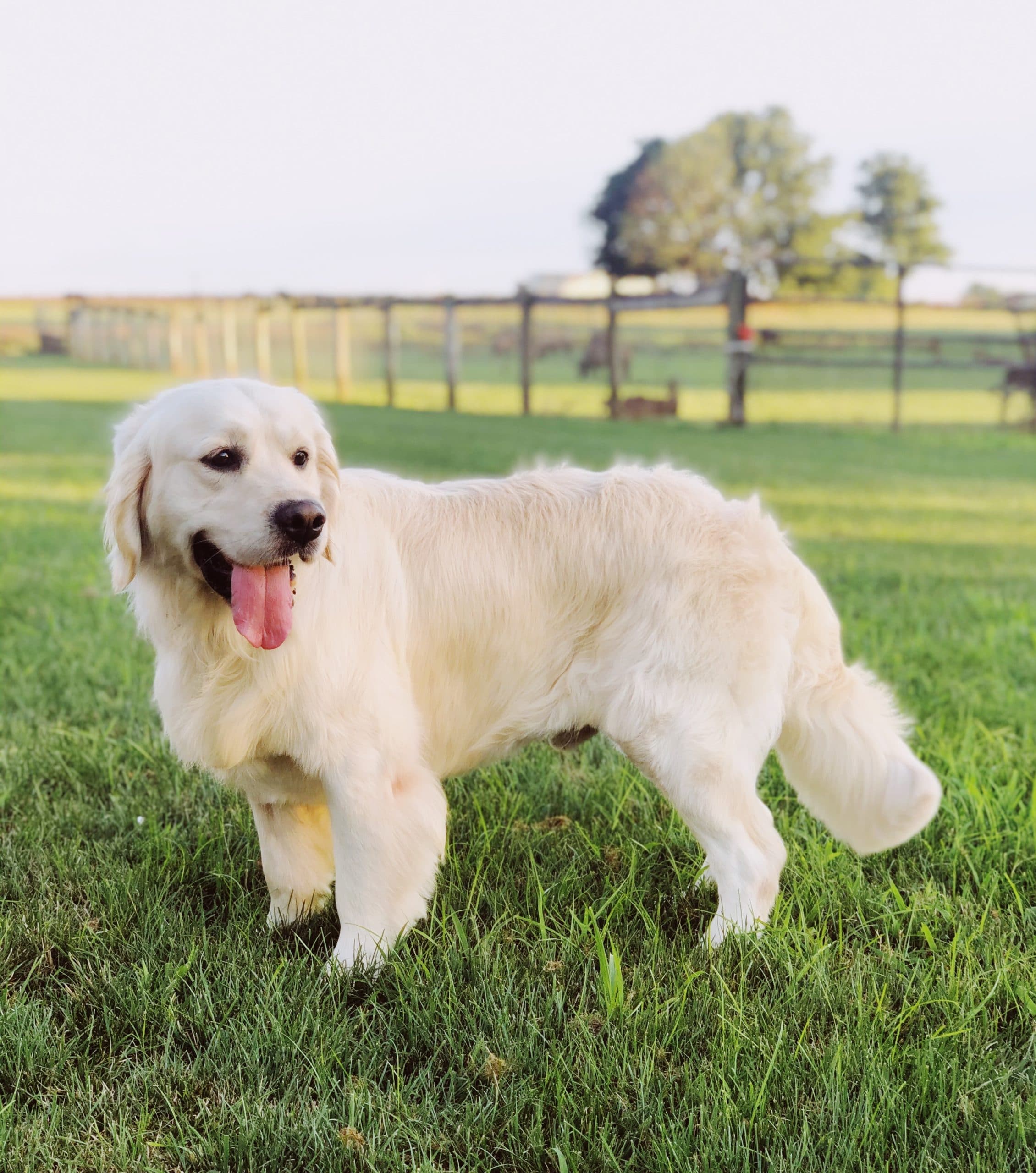 "Macho" AKC European English Cream Golden Retriever. Stud Service Rockvale Puppies