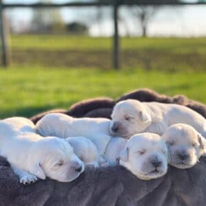 golden retriever puppies sleeping on blanket