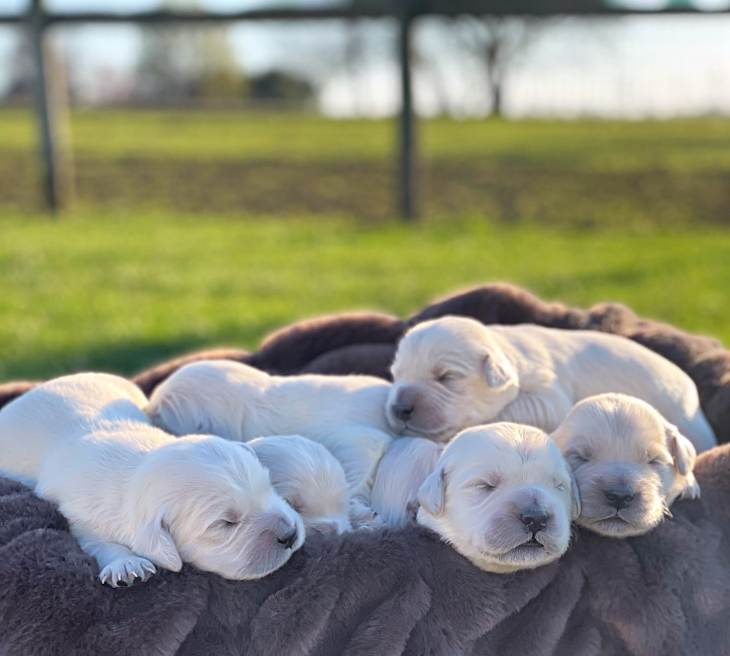 golden retriever puppies sleeping on blanket