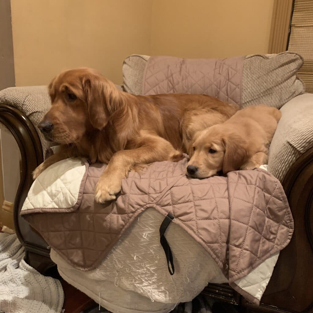 golden retrievers on couch