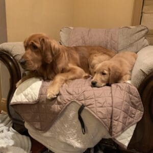 golden retrievers on couch