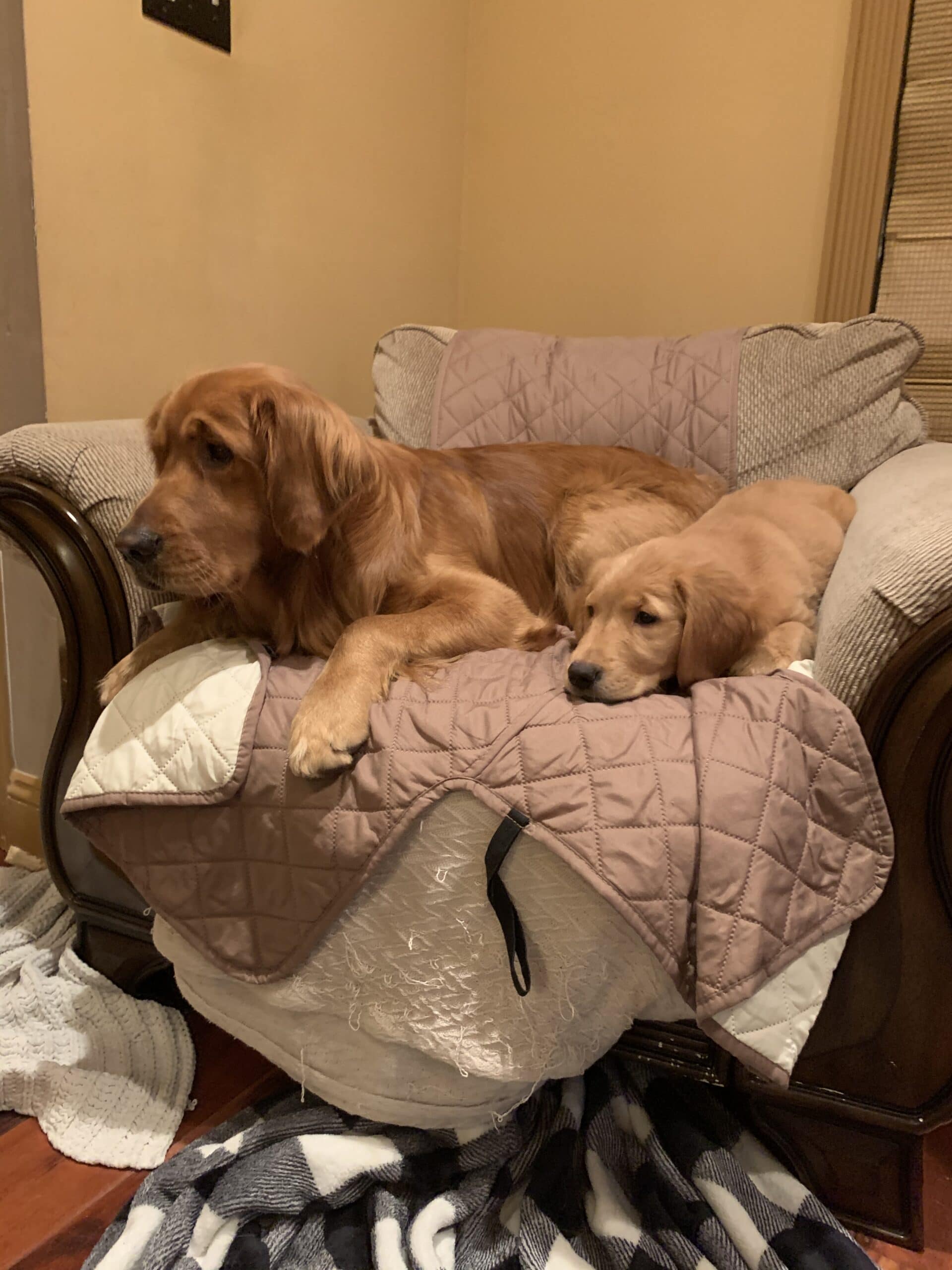 golden retrievers on couch