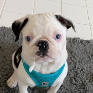 pug puppy