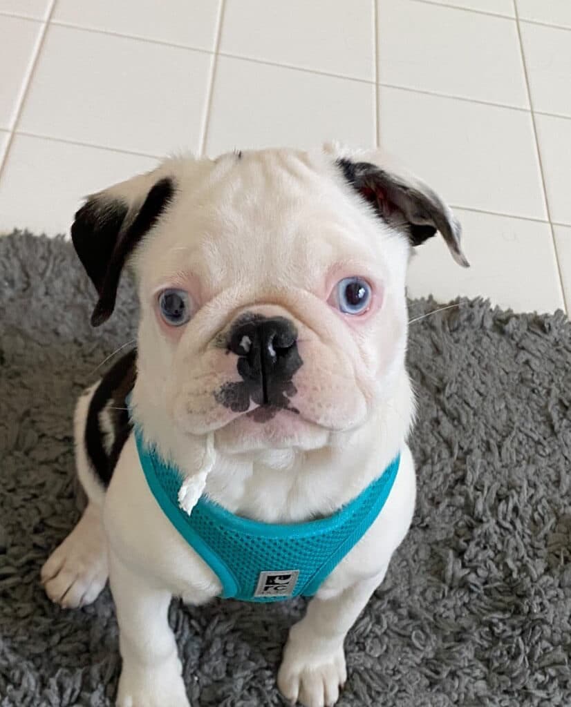 pug puppy