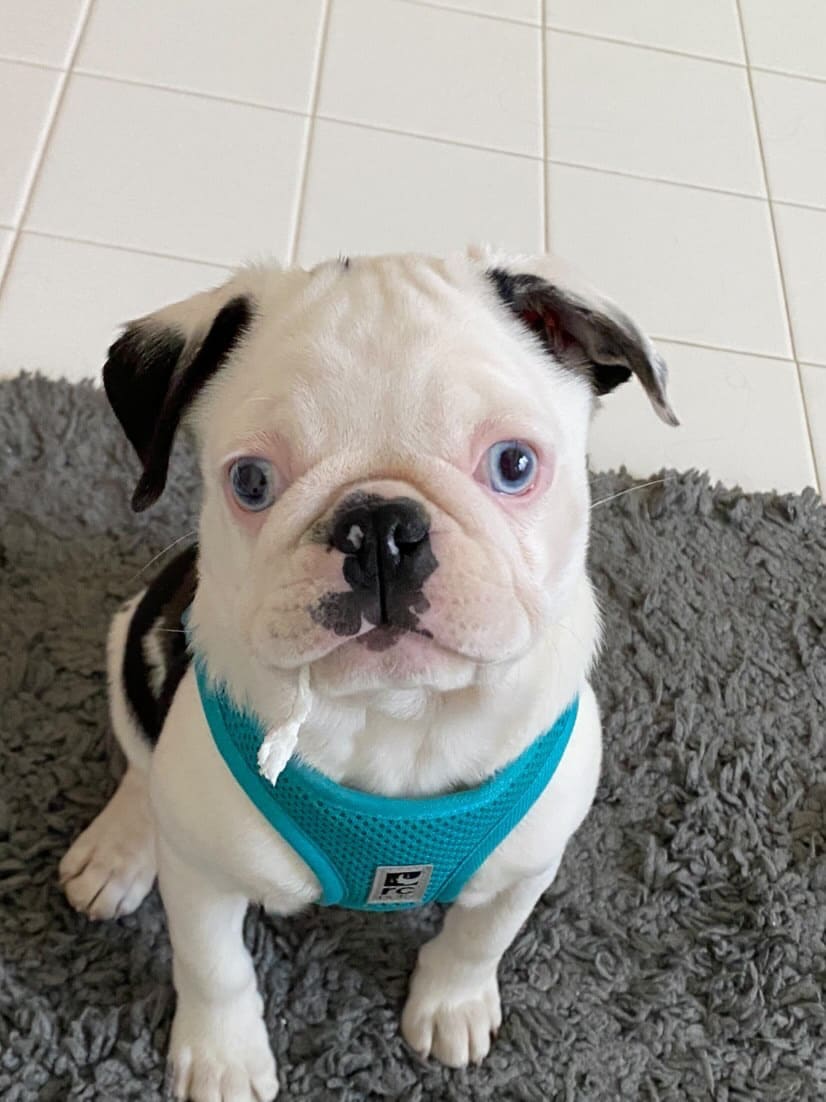 pug puppy
