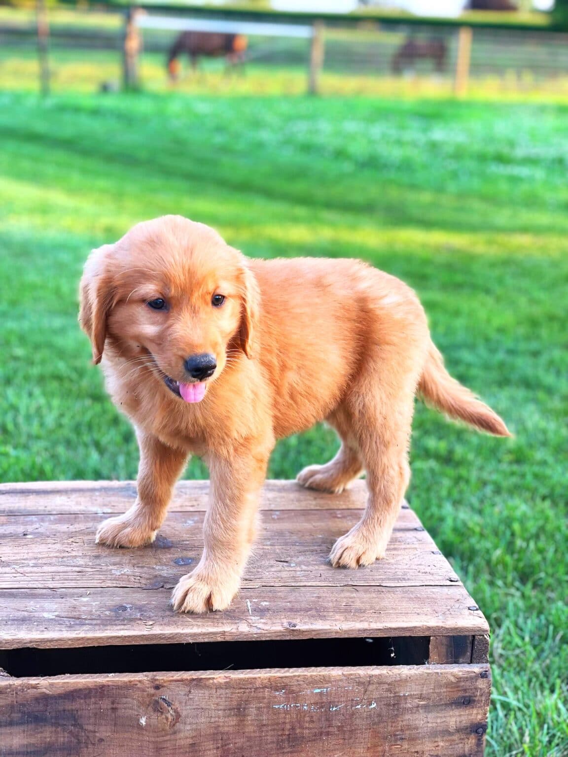 Dark Golden Retrievers Rockvale Puppies
