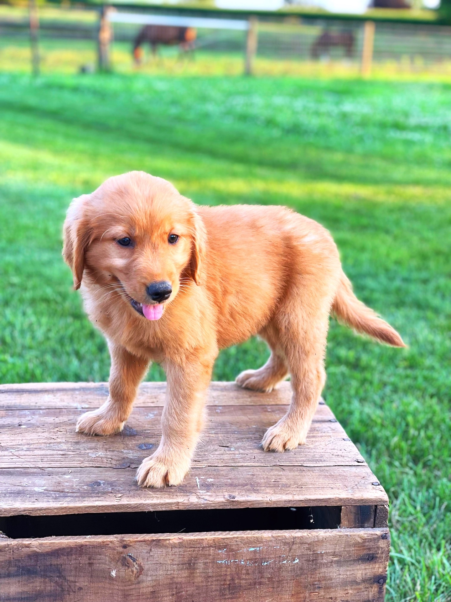 Is Your Golden Retriever A Secret Powerhouse? Bite Force Facts! - 5kfxdmg