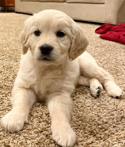 cream golden retriever puppy