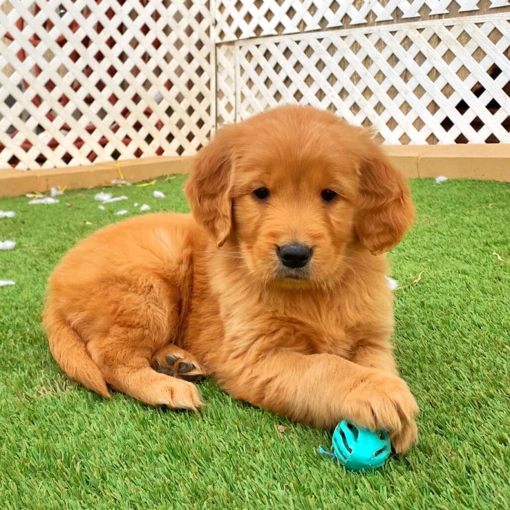 Puppies For Sale