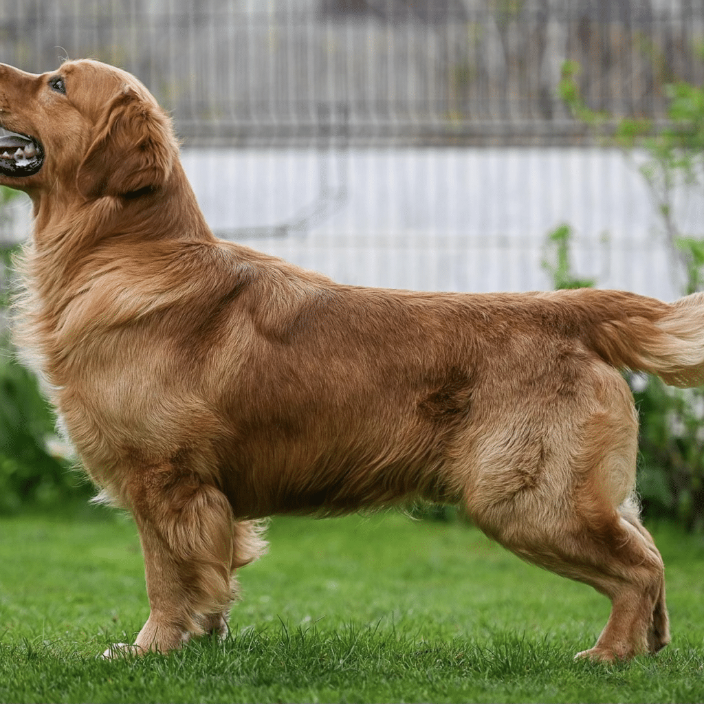 Coffee Dark Golden Stud