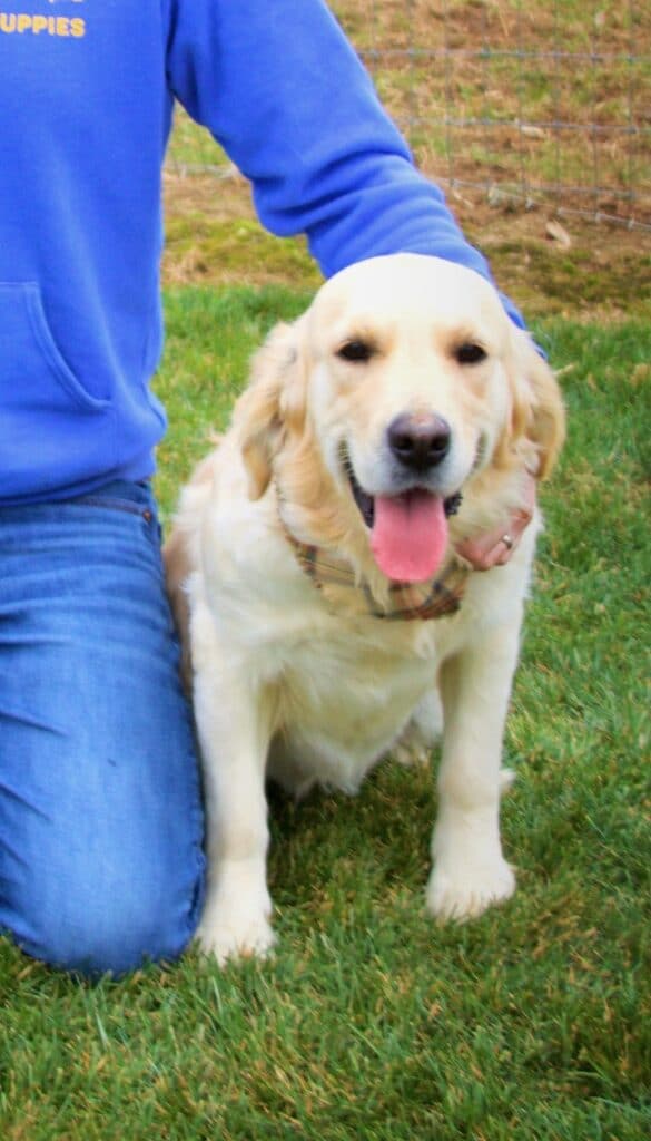 Rainbow Golden Retriever Female