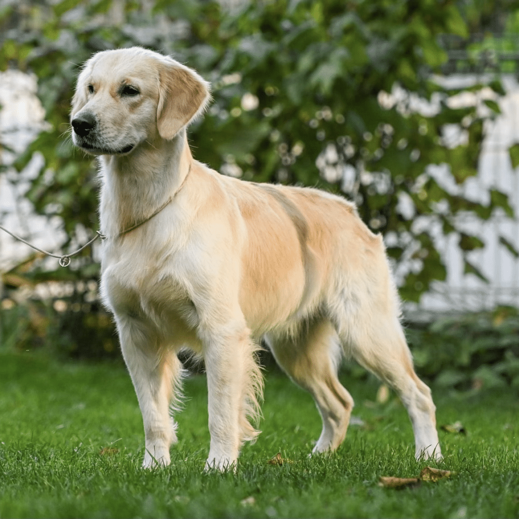 Vezda Golden Retriever Female