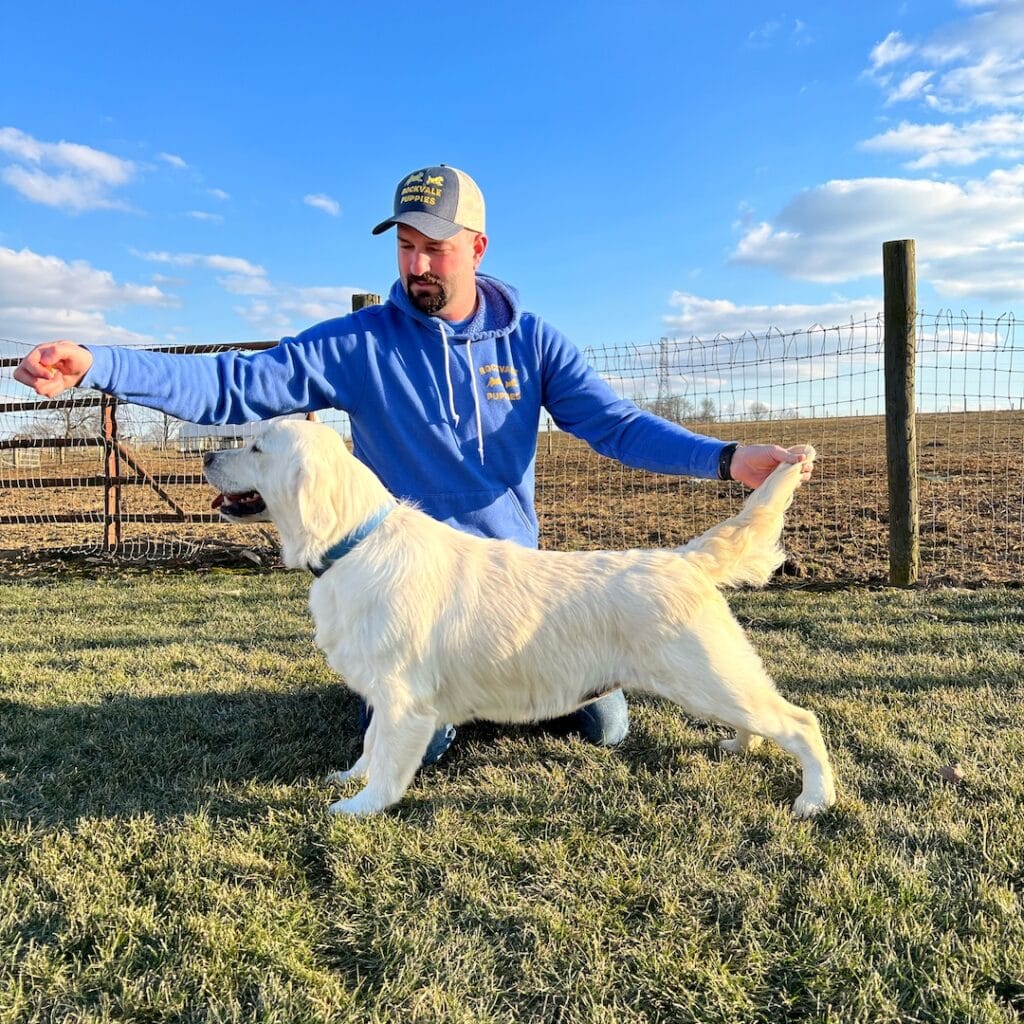 English Cream Golden Retriever Puppies for Sale Rockvale Puppies