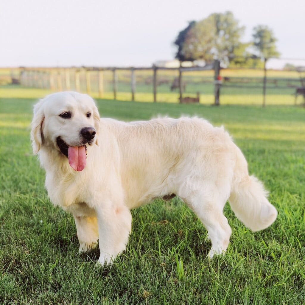 Golden Retriever For Sale Pampanga At Charles Bolden Blog Golden Retriever For Sale Pampanga At Charles Bolden Blog