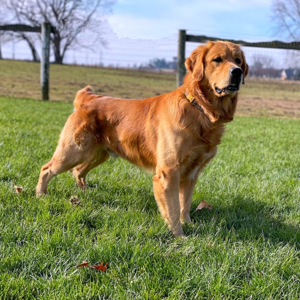 golden retriever boy