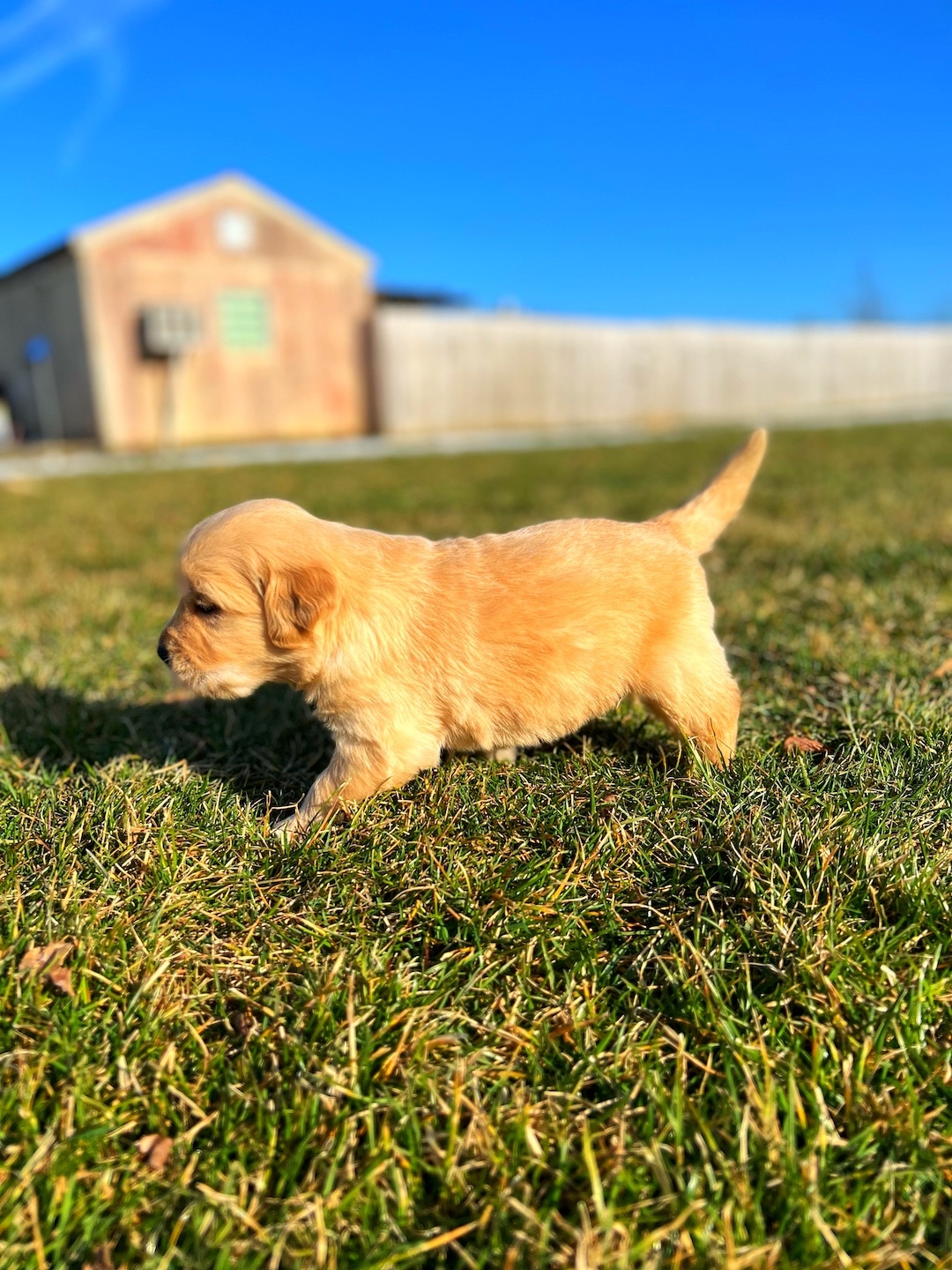Golden Retriever Puppy Playing In Grass