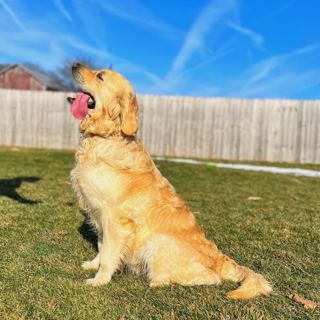 A Mom Golden Retriever