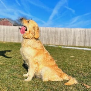 A Mom Golden Retriever
