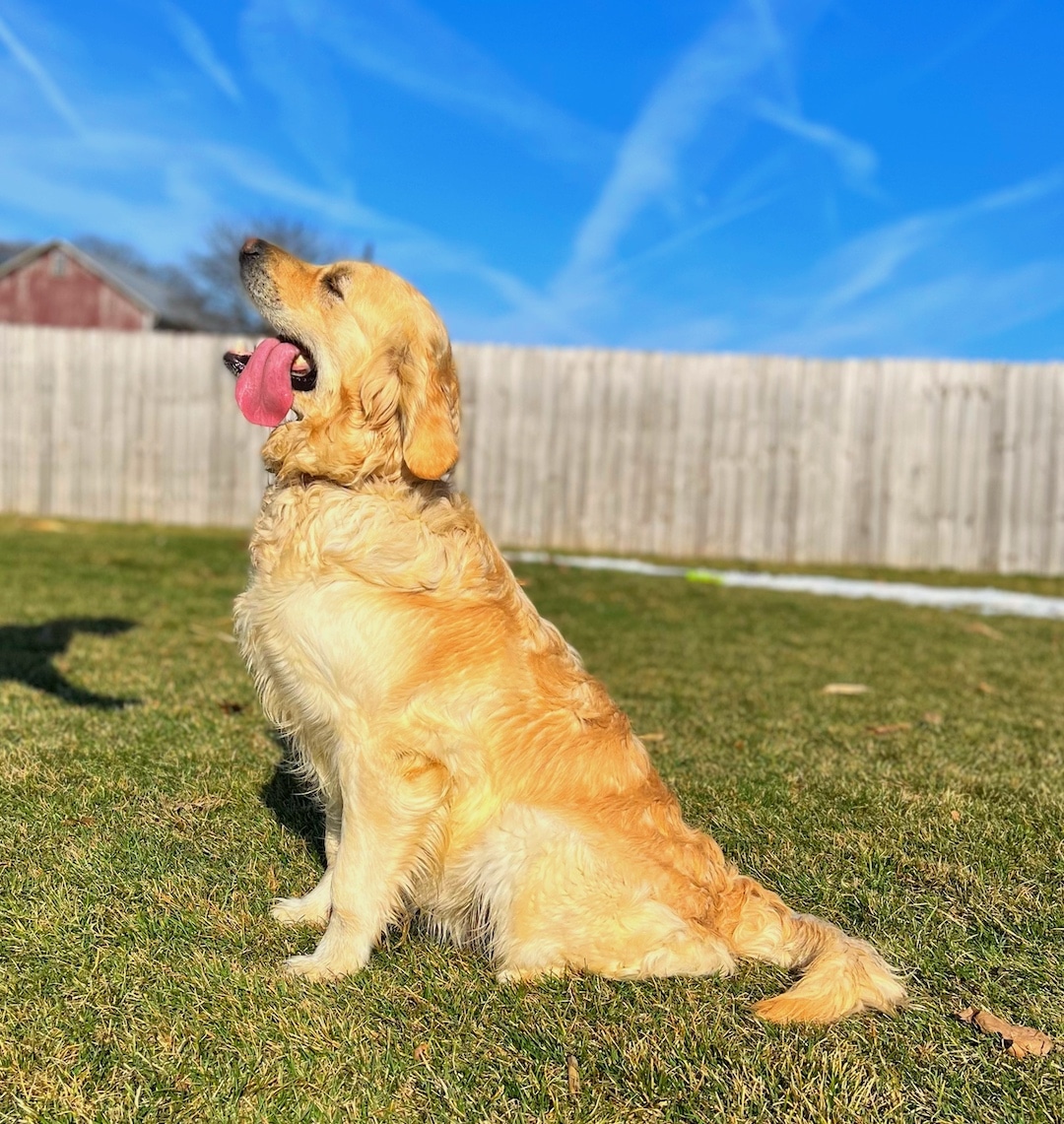 A Mom Golden Retriever