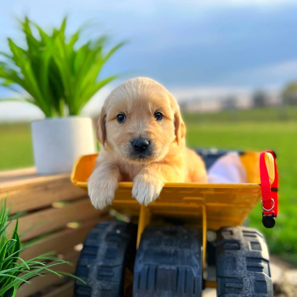 Red Collared Male Dark Golden Retriever Puppy