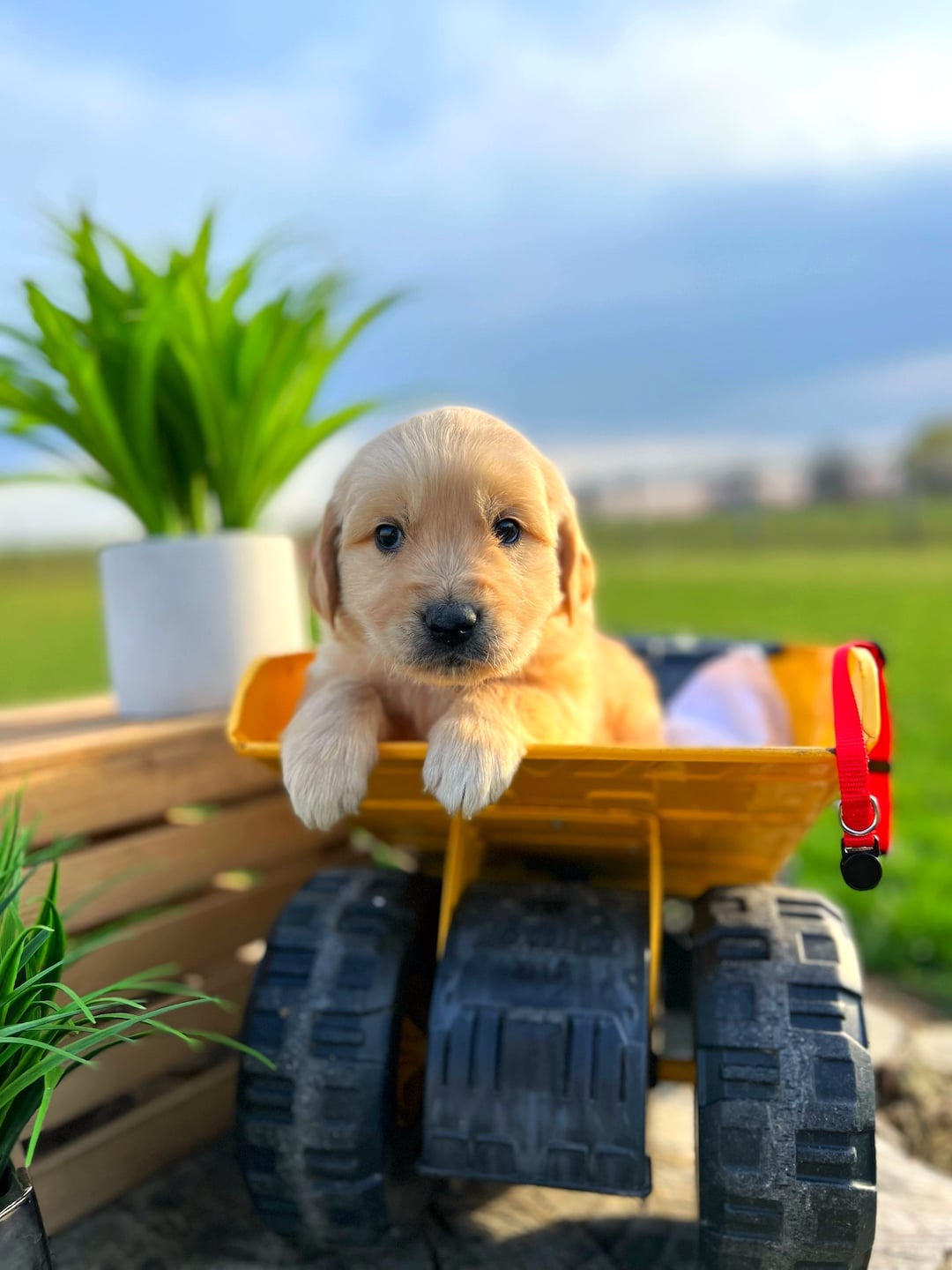 Red Collared Male Dark Golden Retriever Puppy