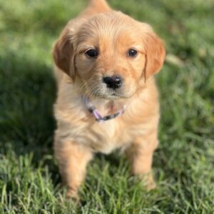 golden retriever puppy in grass