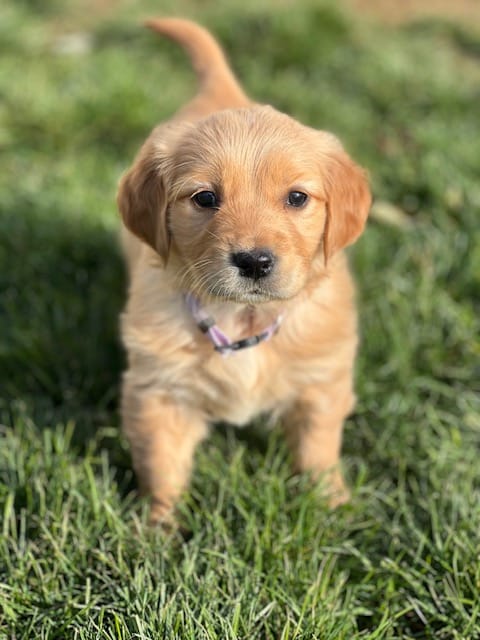 golden retriever puppy in grass