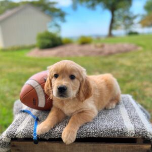 golden retriever puppy with football