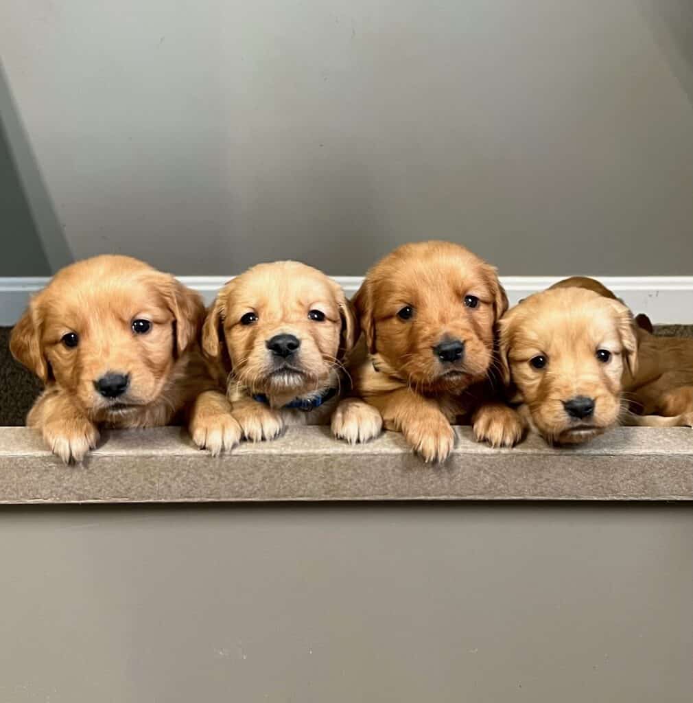 dark golden retriever puppies