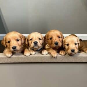 dark golden retriever puppies