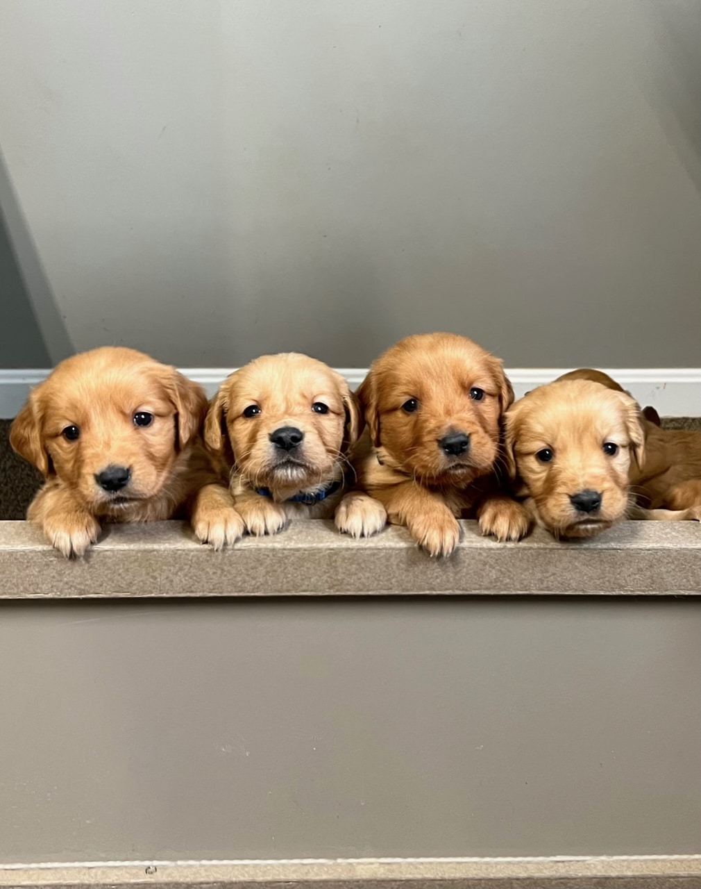 dark golden retriever puppies