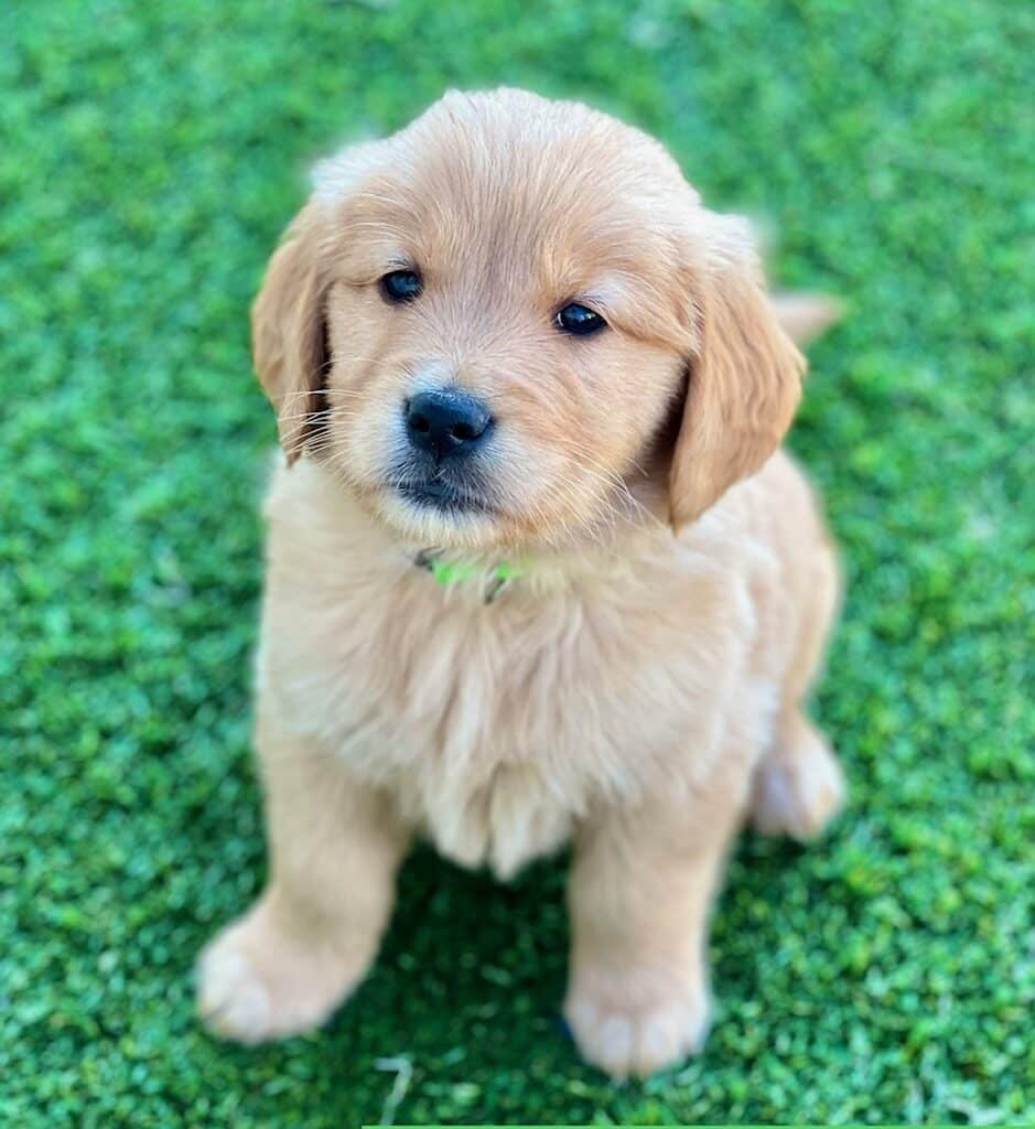 Light Golden Retriever Puppy looking at the camera