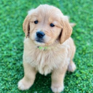 Light Golden Retriever Puppy looking at the camera