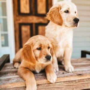 European Golden Retriever Puppies