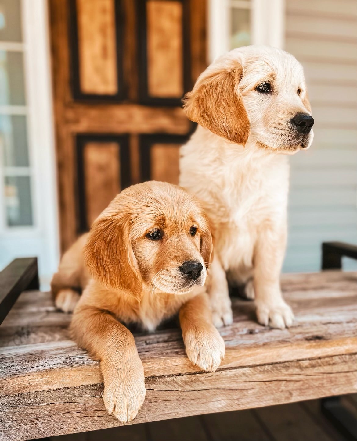 European Golden Retriever Puppies