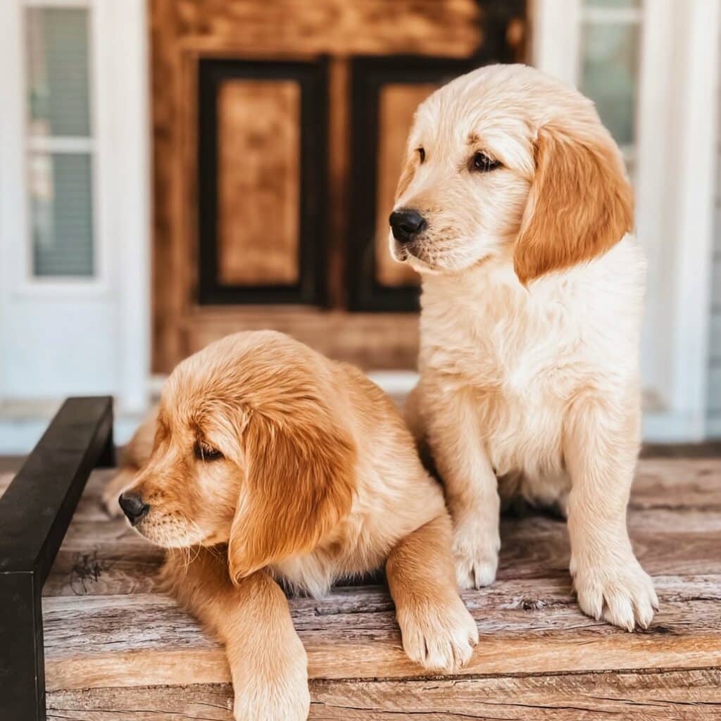 Two European Golden Retrievers Meeting