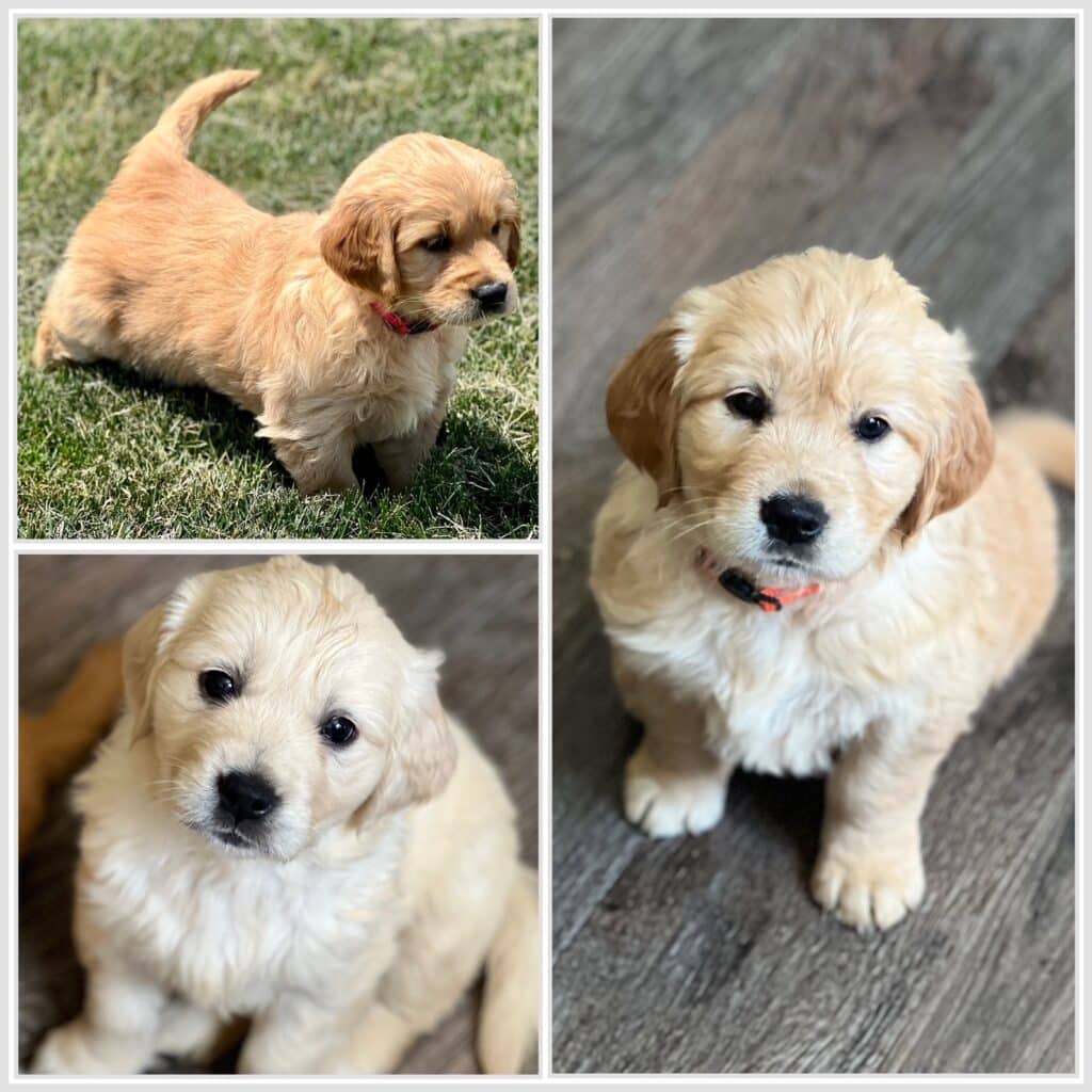 Three European Golden Retriever Puppies