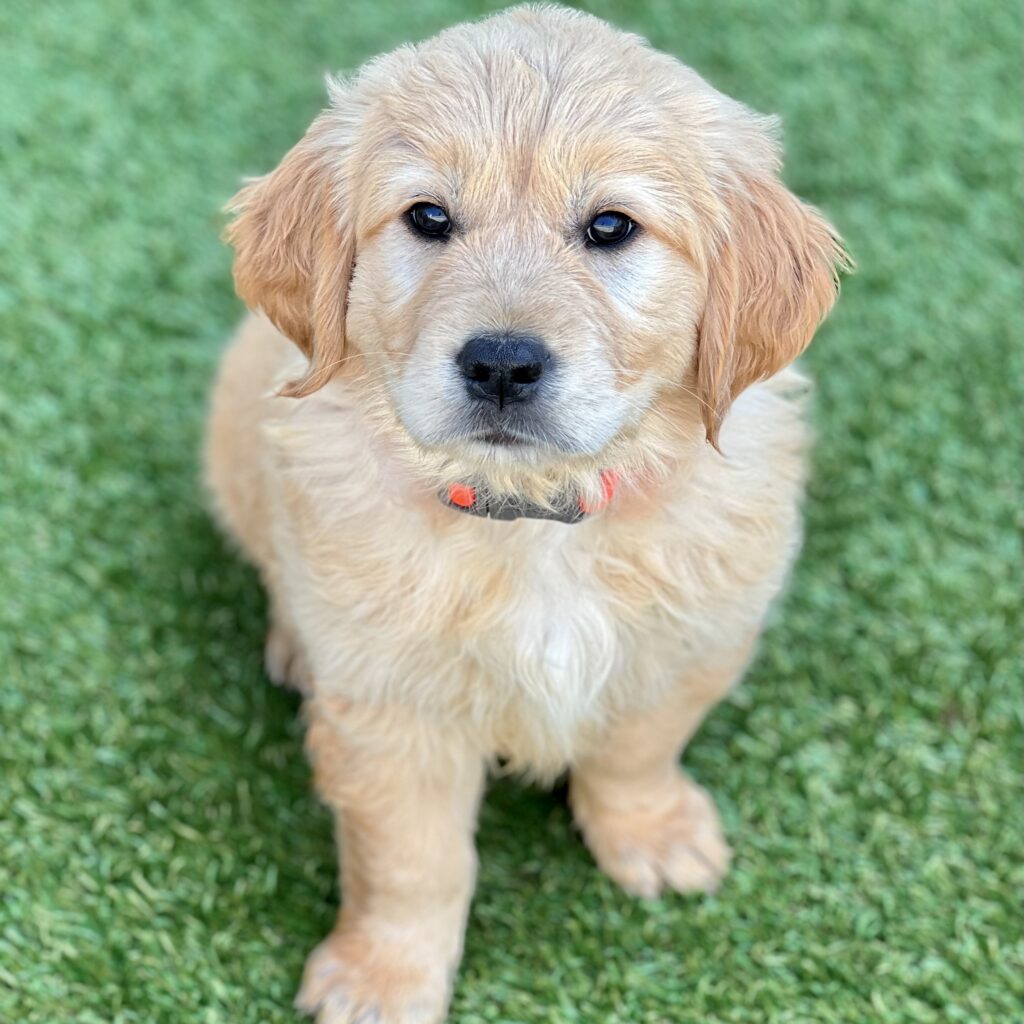 European golden Retriever Puppy Trained