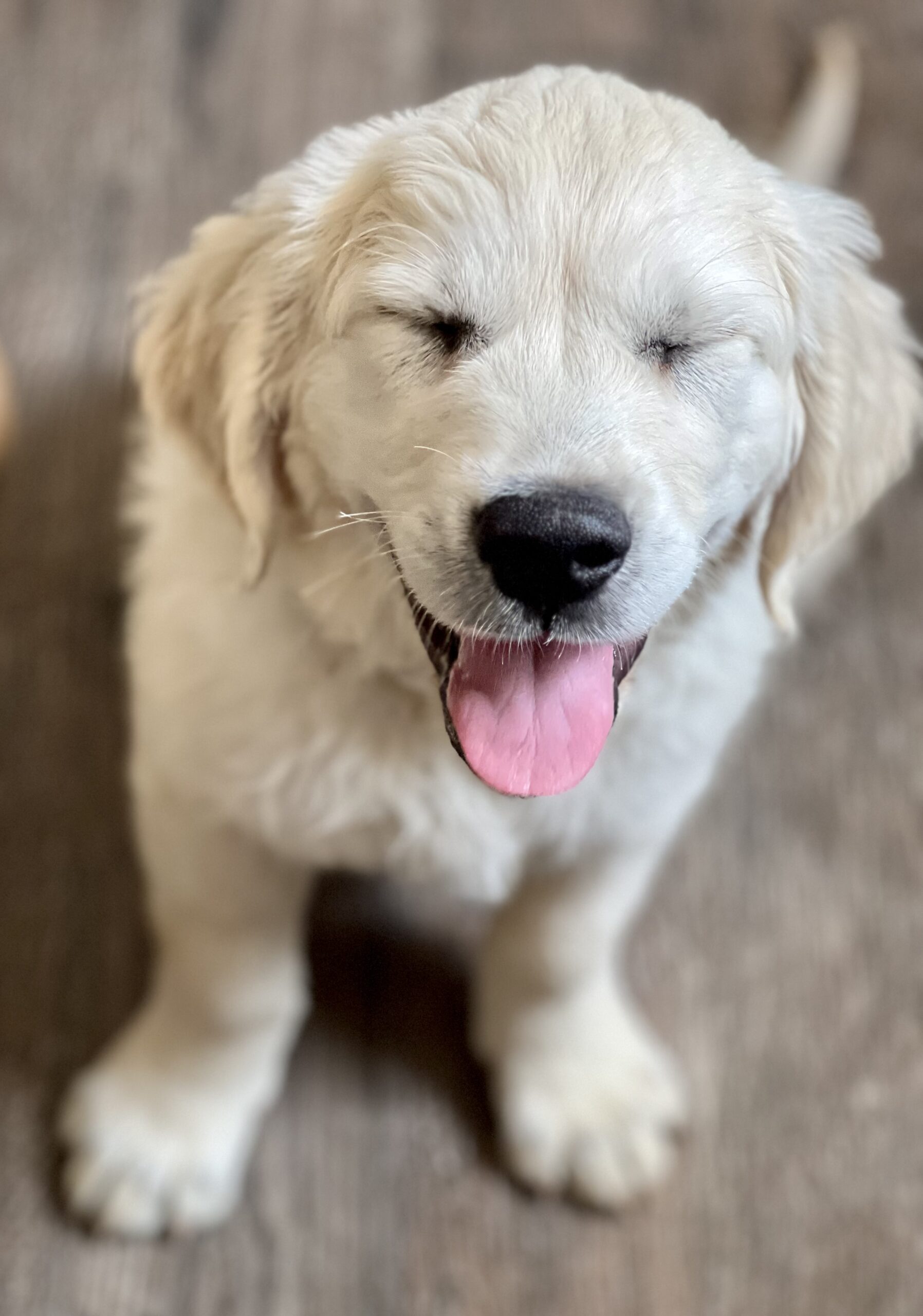 cute golden retriever puppy with eyes closed