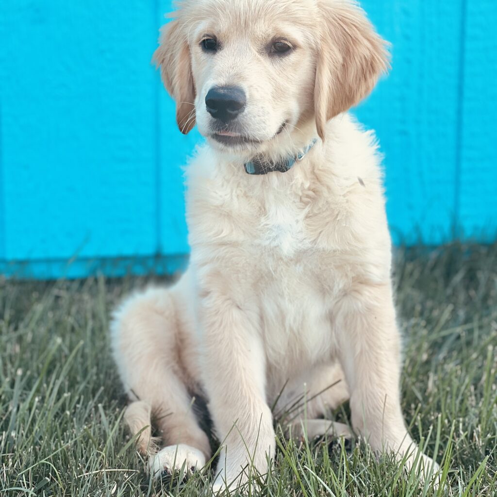 Pure Bred AKC European Golden Retriever Puppies for Sale Rockvale Puppies