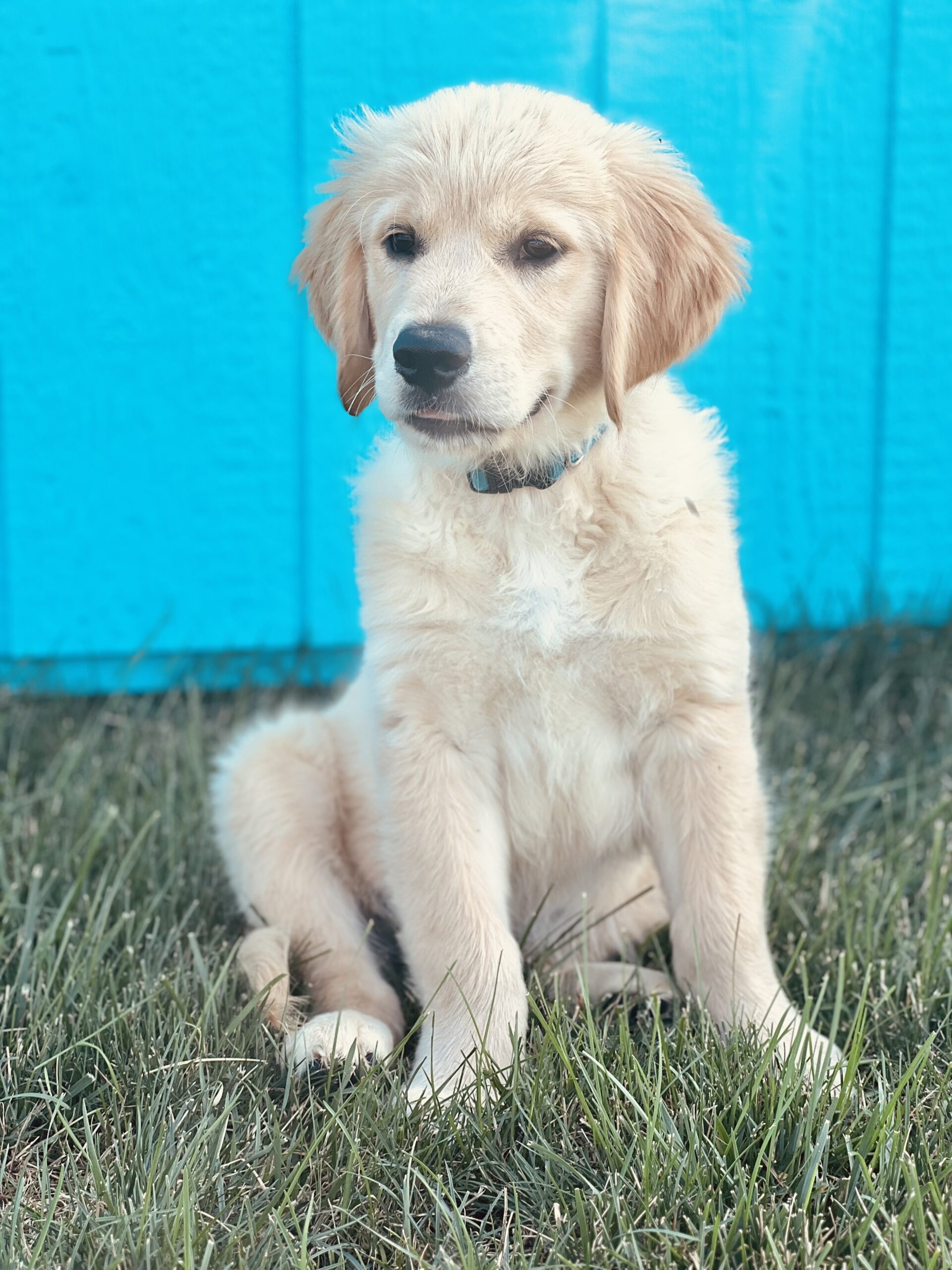 golden retriever puppy sitting in grass