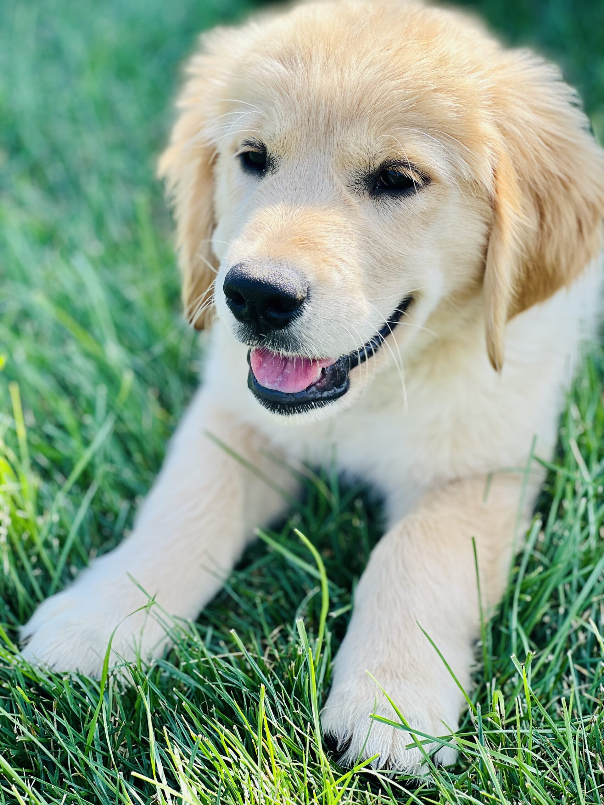 Puppies For Sale Rockville