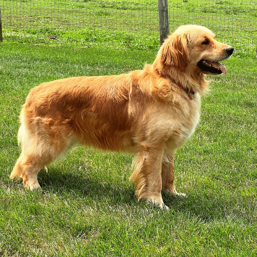 Friday dark golden retriever