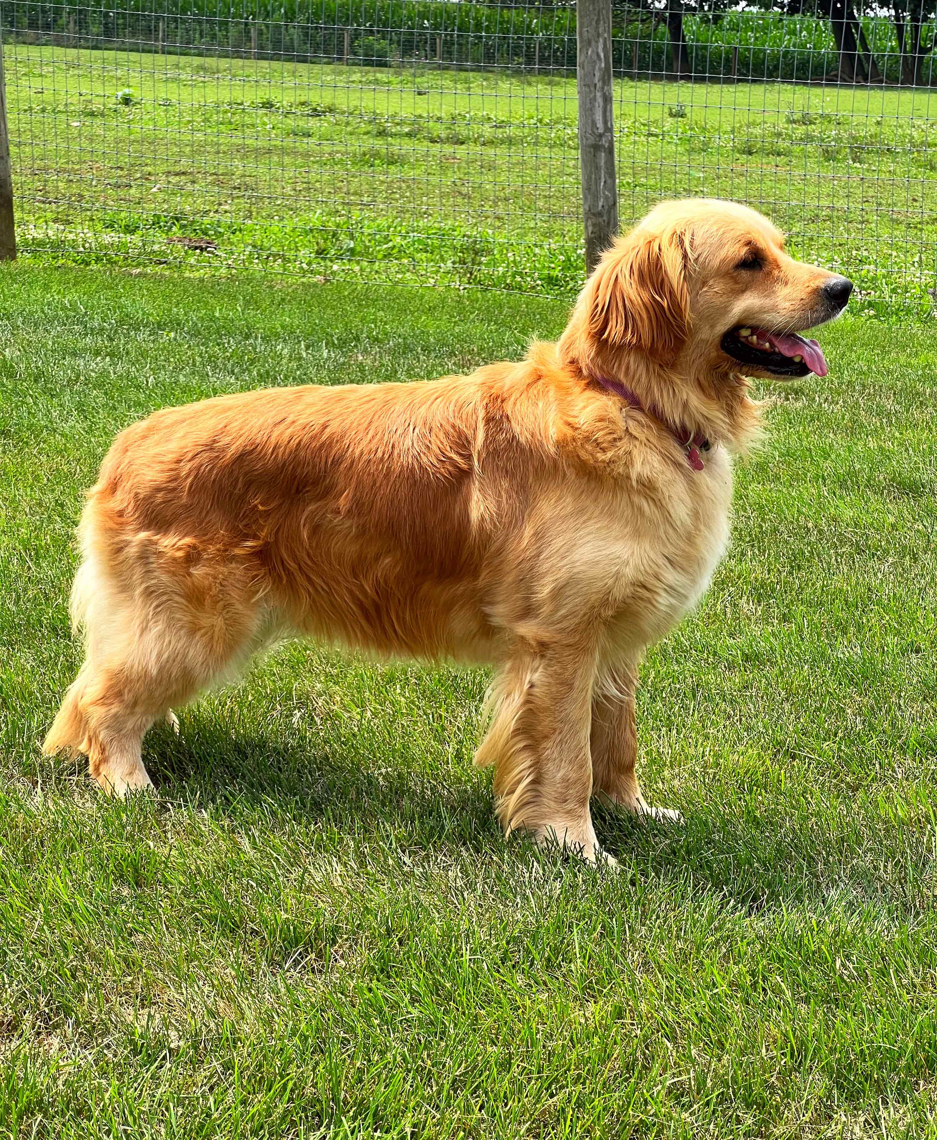 Friday golden
