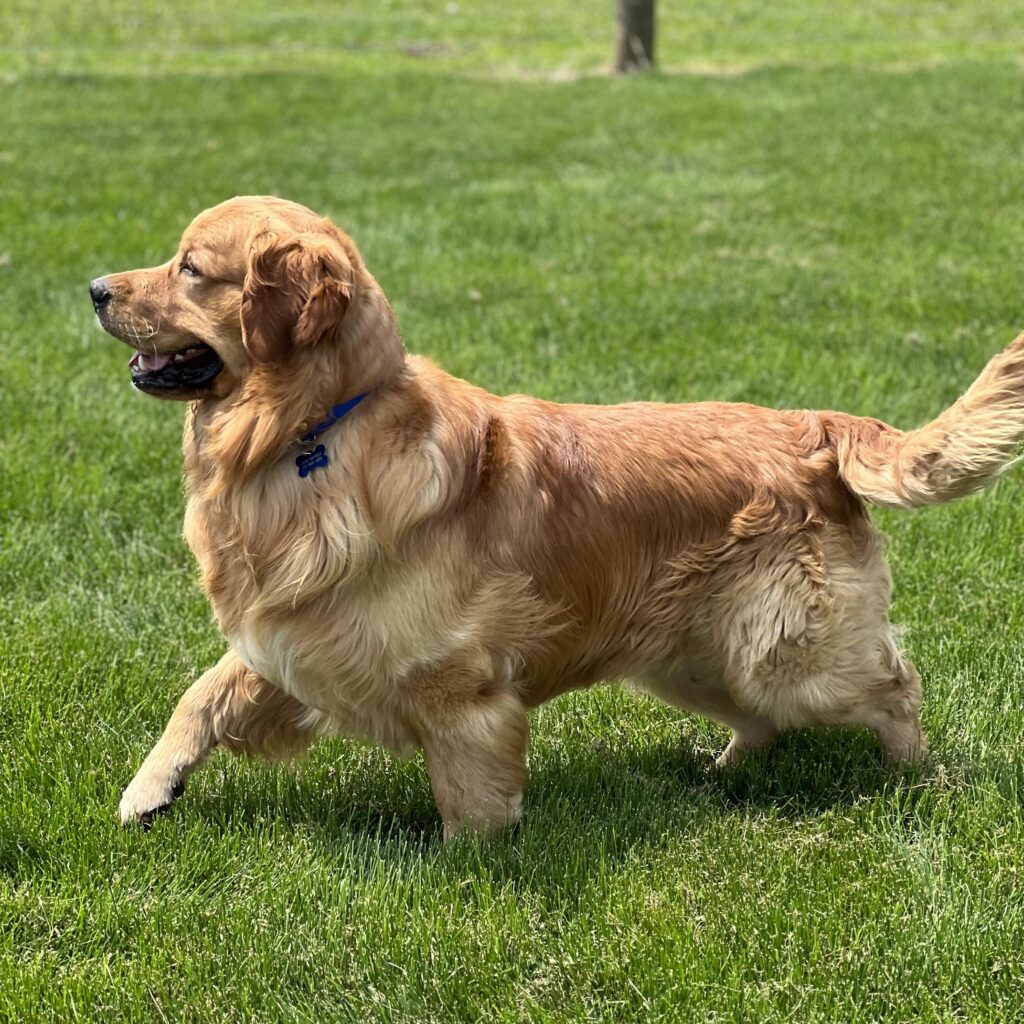 Jack golden retriever