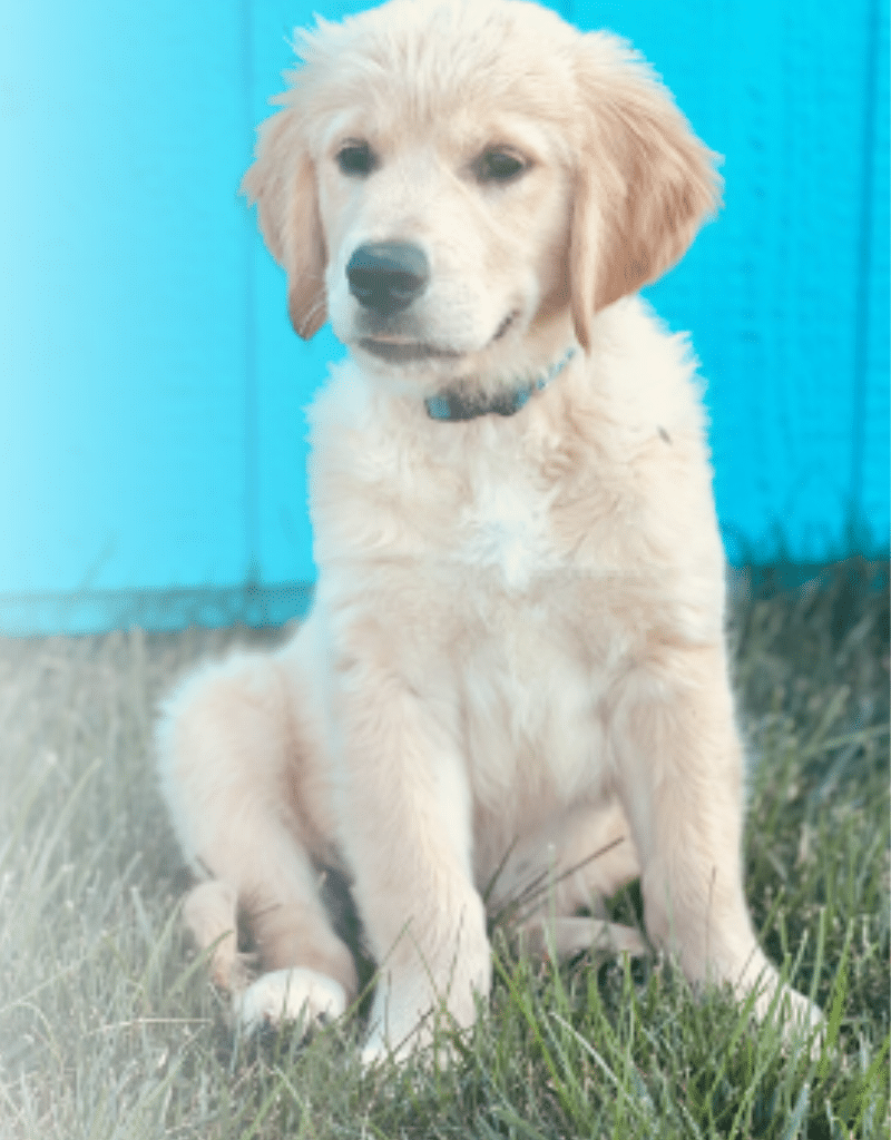 Well Socialized European Golden Retriever Puppy