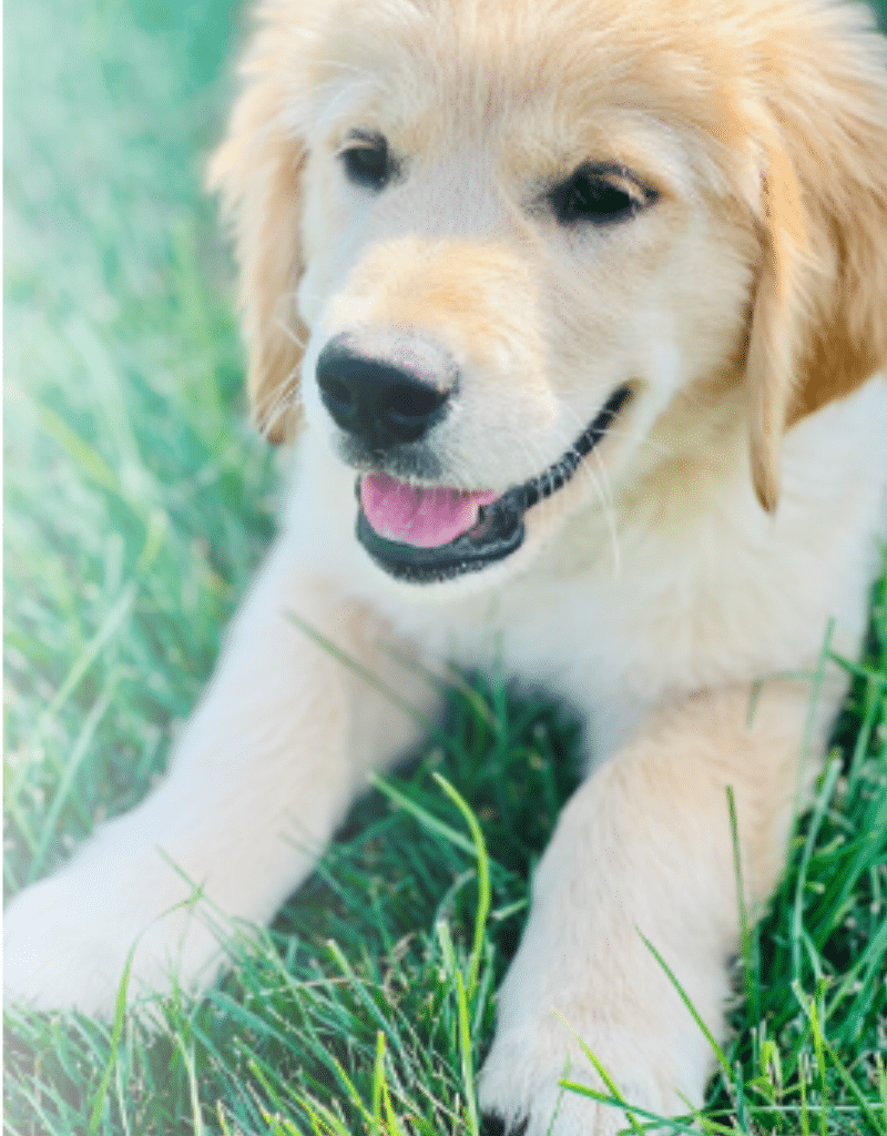 Cute European Cream Retriever