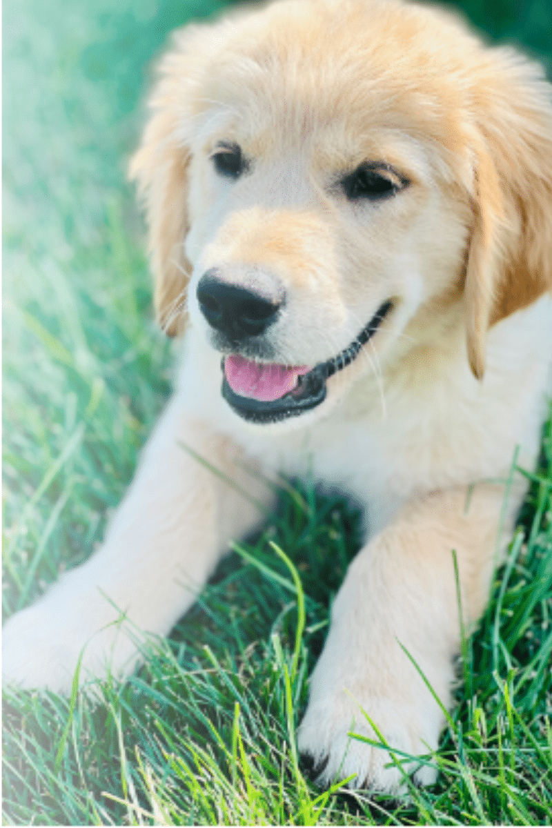 European Golden Retrievers in Lancaster, PA Color
