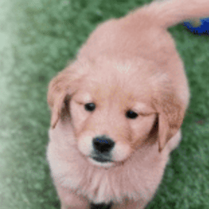 European Golden Retriever Puppy